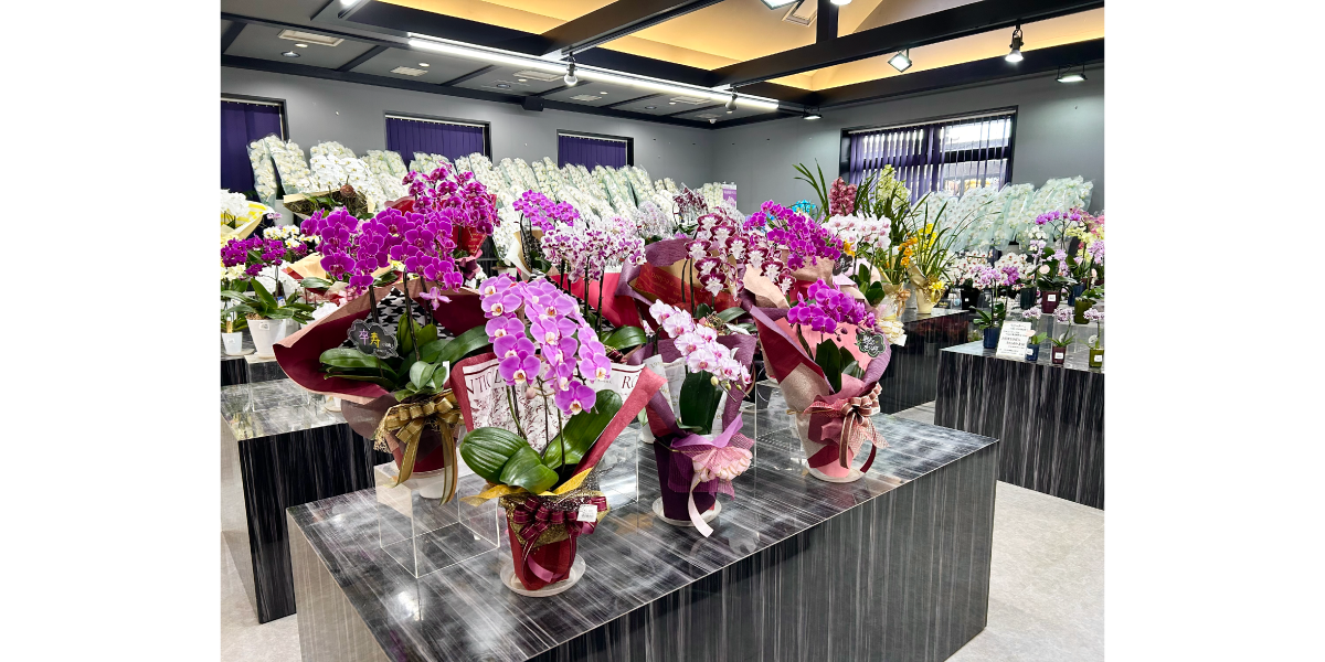 EFFECT福岡の胡蝶蘭