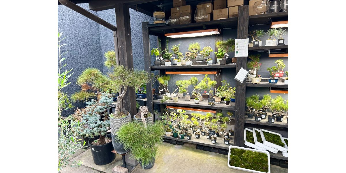 盆栽や松など和モダン、ジャパンディに合う植物もあります