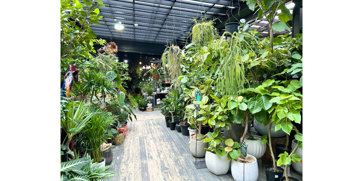 EFFECTには大型の植木、植物が豊富です。