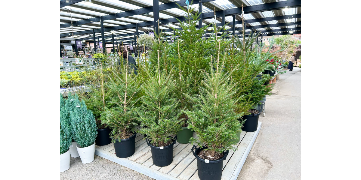 GHB　EFFECTにはもみの木があるので、本物のクリスマスツリーを楽しめます。