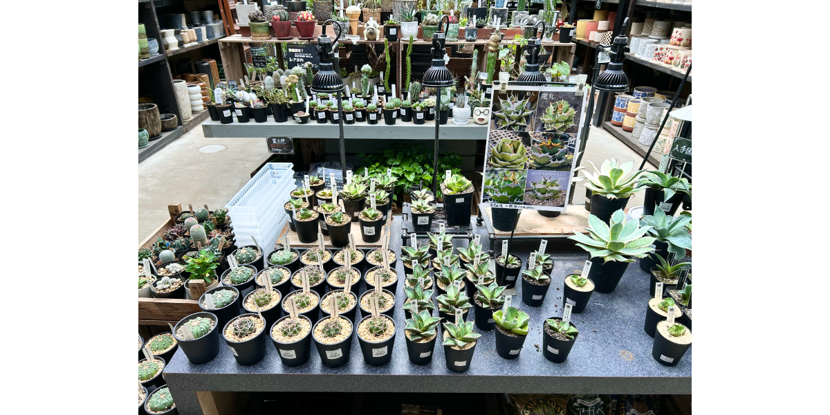 エフェクト福岡には多肉植物もたくさんあります。