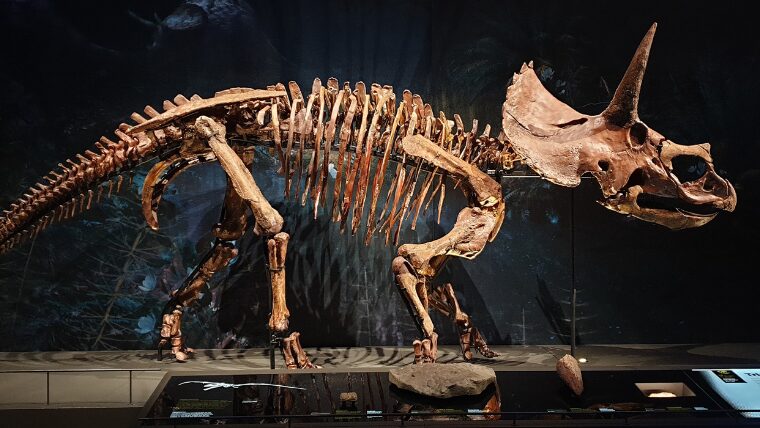 福井は恐竜好きにはたまらない場所です。街のいたる所に恐竜のモニュメントやイラストがあり「あ！恐竜だ！」と思わず言ってしまうほど。