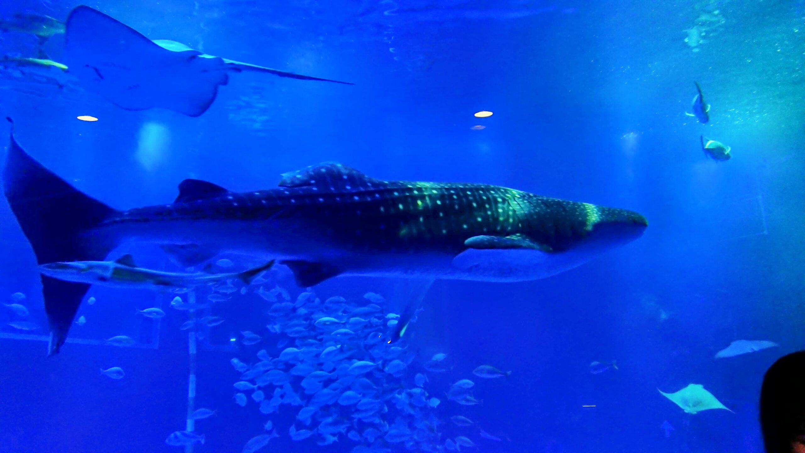 のとじま水族館の魅力①ジンベエザメが泳ぐ巨大水槽「ジンベエザメ館 青の世界」