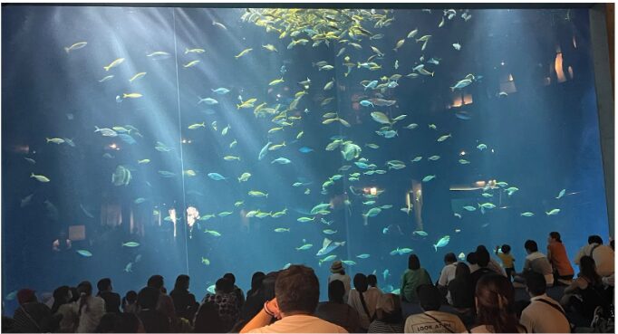四国水族館のユニークな展示手法