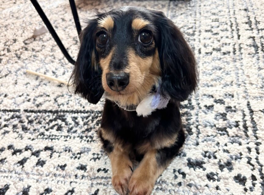 ペットカメラで見守り。ベビーモニターにも