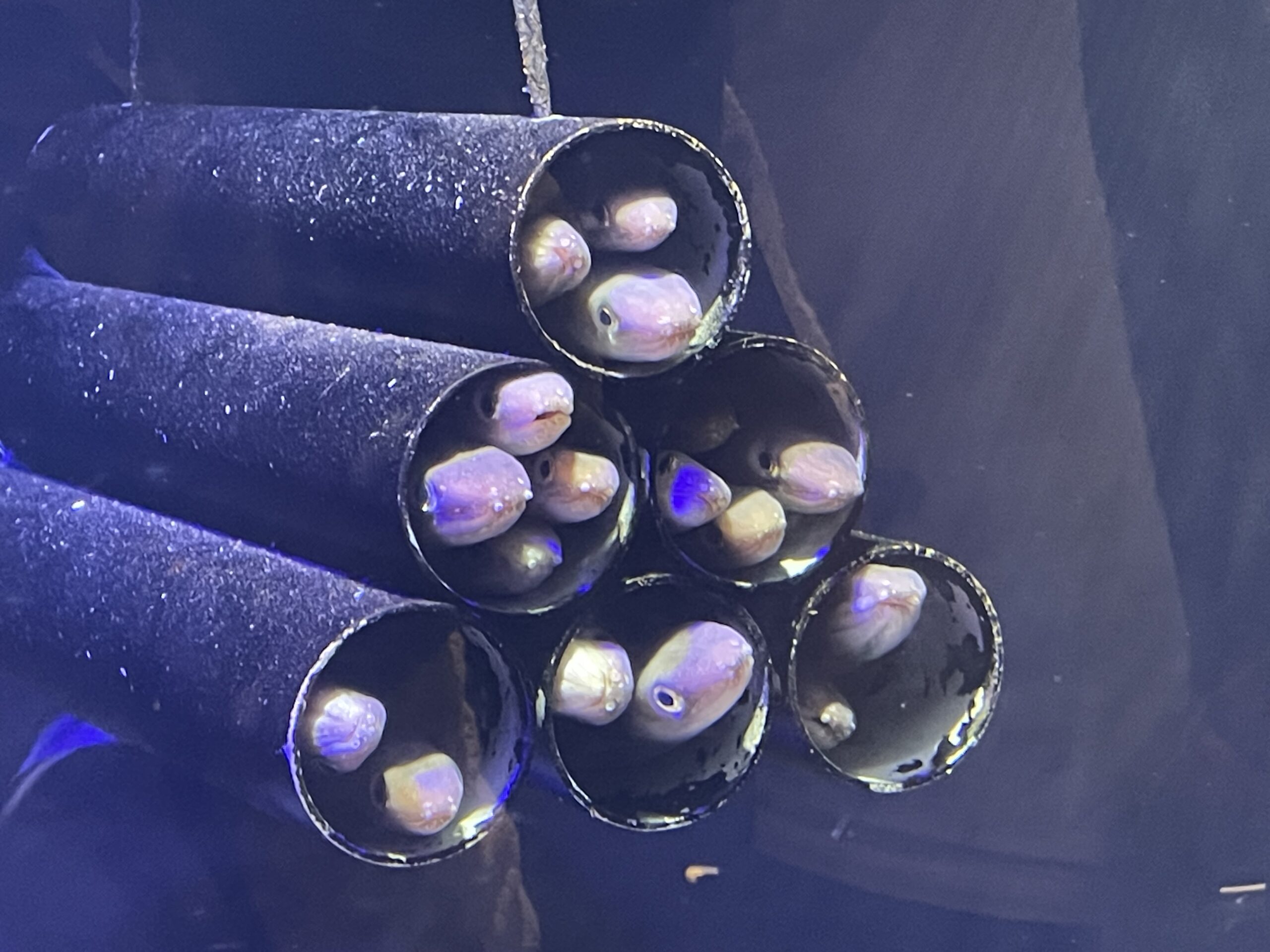 瀬戸内海をバックにしたイルカショーが見れる「四国水族館」について徹底解説！のまとめ