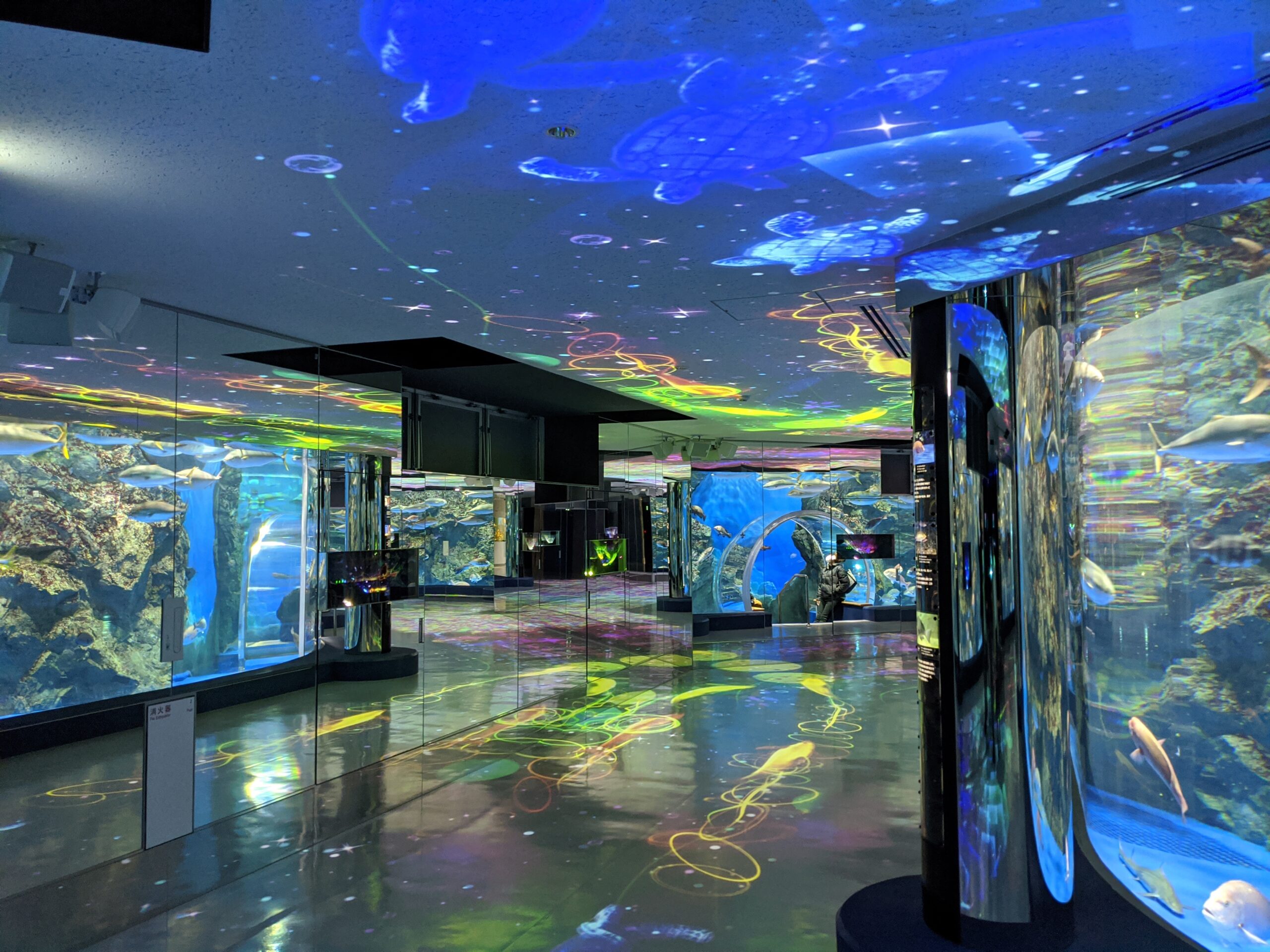 のとじま水族館の魅力②能登の海を「歩いて体感する没入型展示」