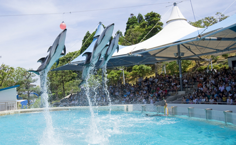 のとじま水族館の魅力③大迫力のイルカショー