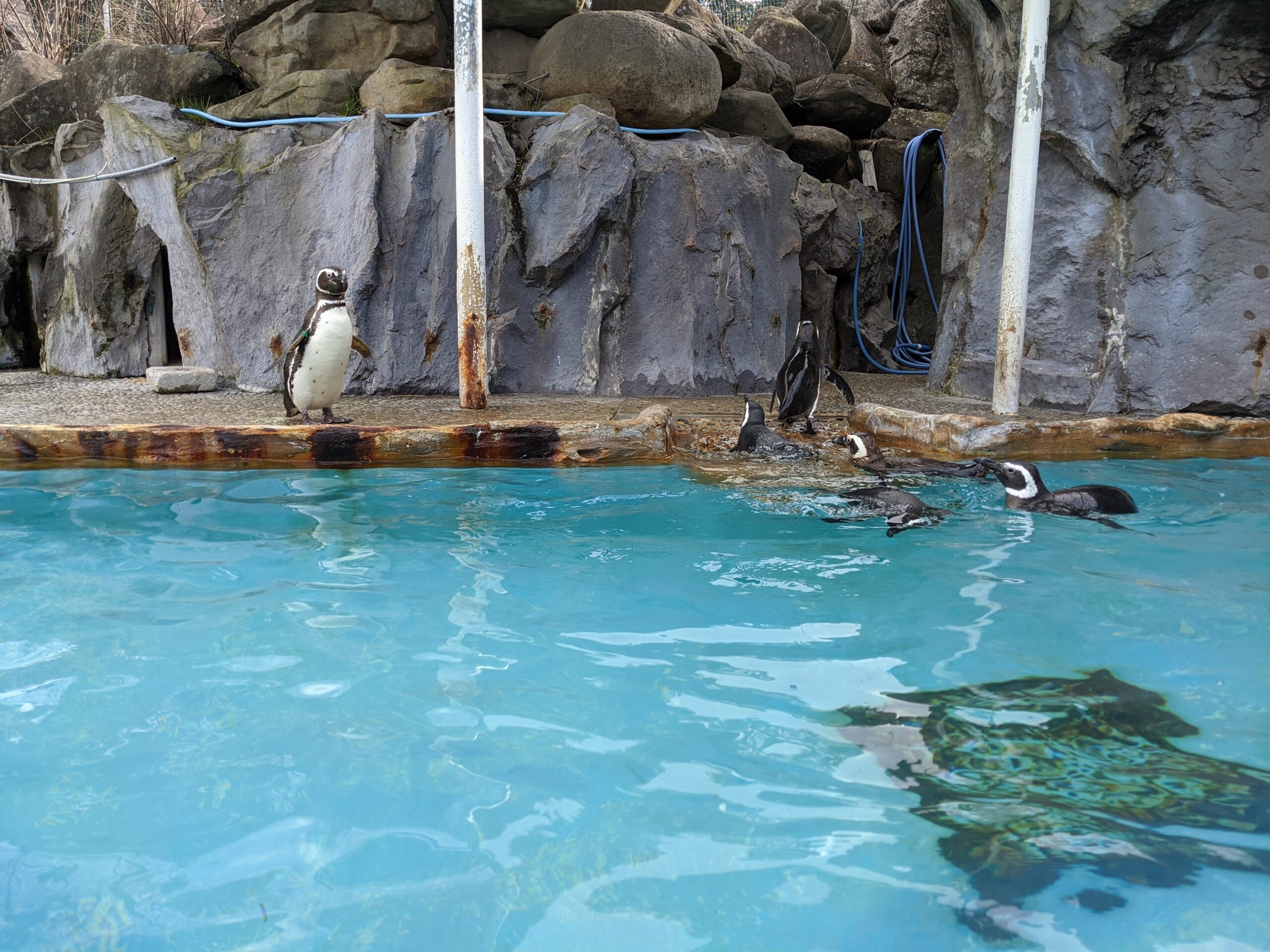 のとじま水族館の魅力④ペンギンエリア