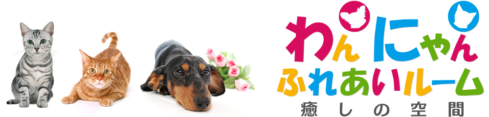 保護活動の一環として犬猫と触れ合える場所