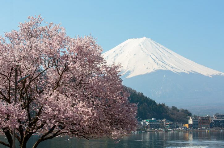 山梨の桜スポット13選③河口湖の桜（富士河口湖町）