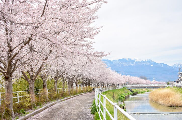 山梨の桜スポット13選⑩貢川沿いの桜（甲府市）