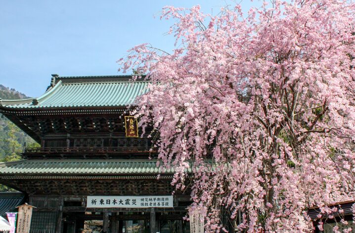 山梨の桜スポット13選⑬身延山周辺の桜（身延町）