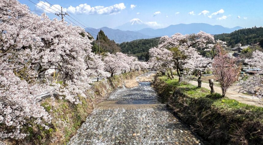 山梨の桜スポット13選⑦富士川町の桜並木（富士川町）