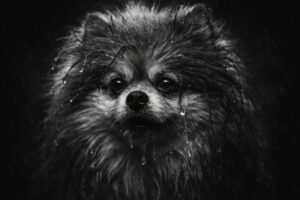 「ガシャポン」「チビ」って何？ChatGPT画像スタイルを実際に試して検証_ドラマチック