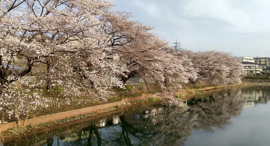 山梨の桜スポット13選⑫北杜市長坂エリアの桜（北杜市）