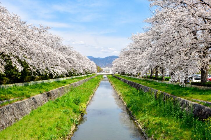 山梨の桜スポット13選⑨小瀬スポーツ公園の桜（甲府市））