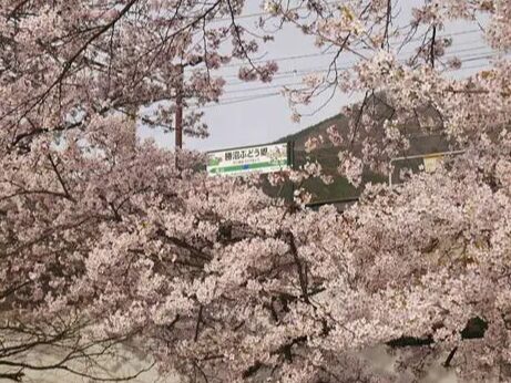 山梨の桜スポット13選⑧勝沼ぶどう郷駅周辺（甲州市）