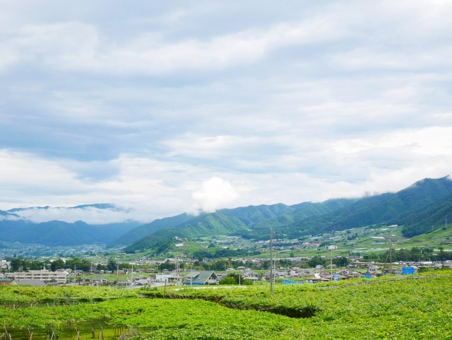 山梨を代表するおすすめワイン