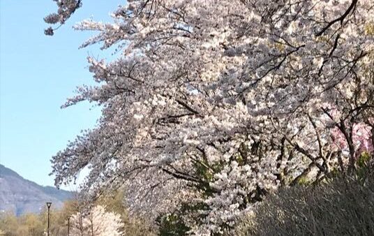 山梨の桜スポット13選⑤櫛形総合公園の桜（南アルプス市）