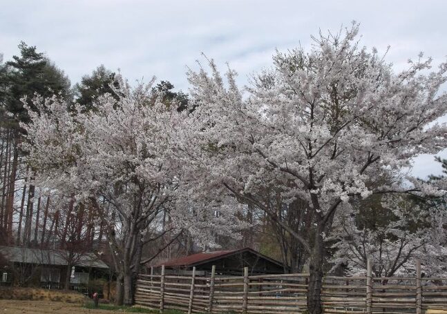 山梨の桜スポット13選⑪清里・清泉寮周辺の桜（北杜市）