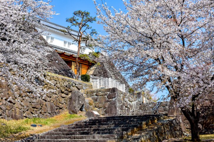 山梨の桜スポット13選①舞鶴城公園の桜（甲府市）