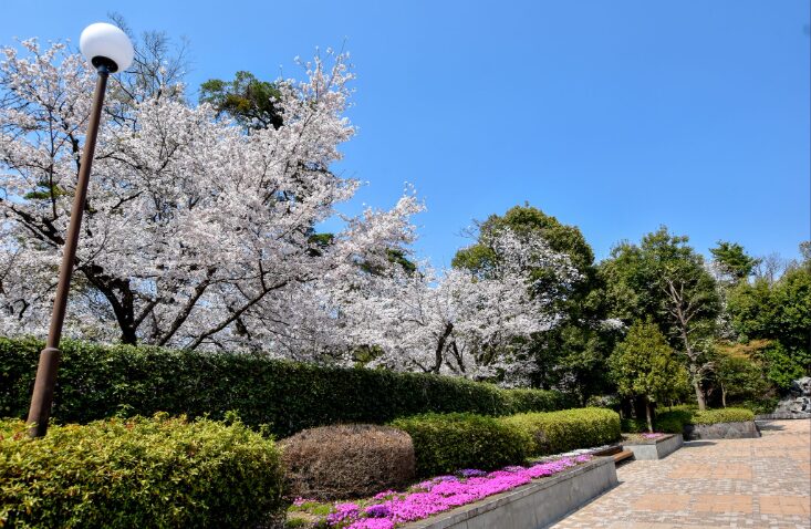 山梨の桜スポット13選⑥万力公園の桜（山梨市）