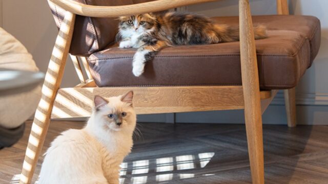 猫カフェMOCHA イオンモール甲府昭和店