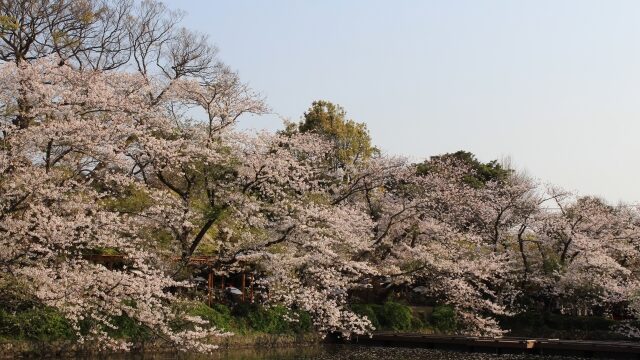 【2026年最新】京都・亀岡の桜名所5選！④平の沢公園（水鳥のみち）
