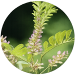 本当におすすめできる男性の育毛剤