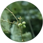 本当に効果がある育毛剤とは