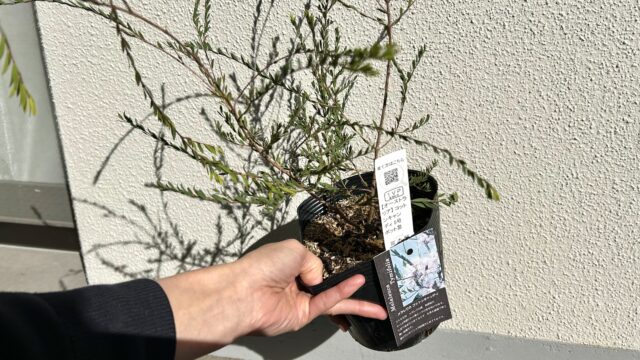 ティーツリー（メラレウカ）の苗を買って、鉢植えにする