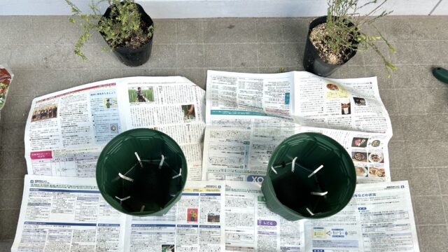 通販で買った苗を鉢植えにするステップ