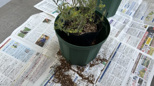 コットンキャンディとホワイトレースの苗を鉢植えにする