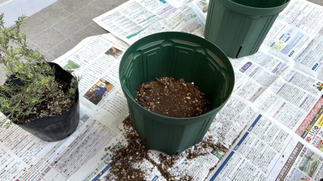 通販で買ったティーツリー（メラレウカ）を植える土