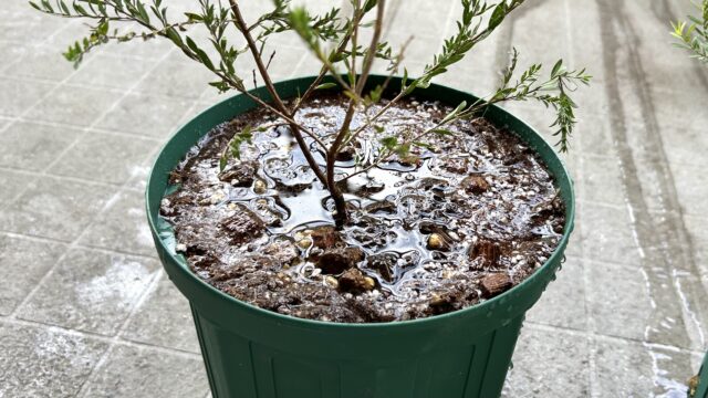 オージープランツをネットで買ったら