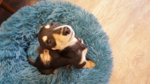 追従機能・360°回転、おやつ機能、WiFi不要などおすすめのポイントたくさん。安心の日本製も