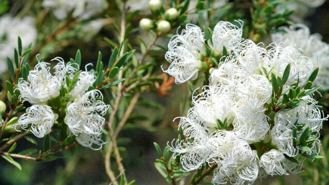 通販でティーツリーを購入して鉢植えにする方法