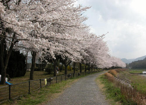 【2026年最新】京都・亀岡の桜名所5選！③亀岡運動公園