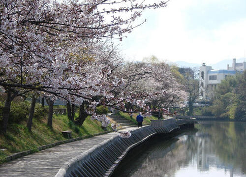 【2026年最新】京都・亀岡の桜名所5選！②南郷公園（丹波亀山城跡）