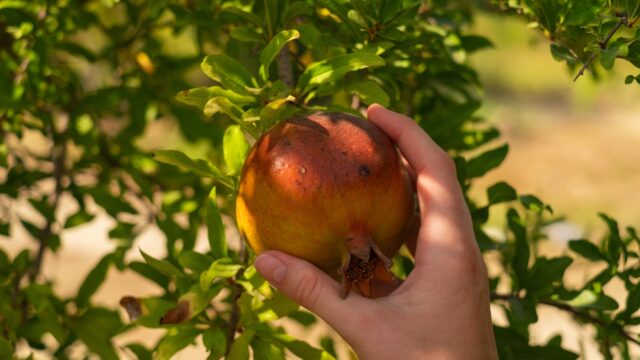 サプリでダイエットや美肌を叶えたい