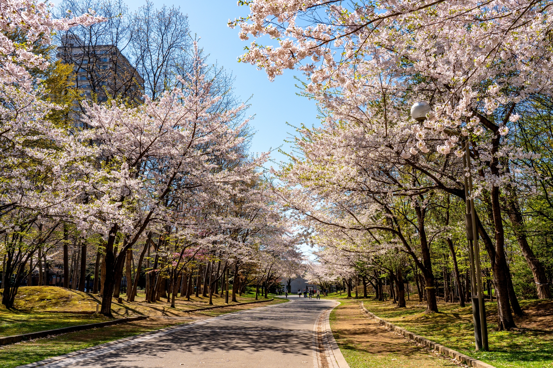 【2026年開花予想】札幌の桜はいつが見ごろ？おすすめお花見スポット①中島公園
