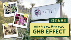 福岡のEFFECTは九州最大級の規模と品揃え！カフェも併設でデートにもおすすめ