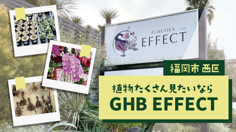 福岡のEFFECTは九州最大級の規模と品揃え！カフェも併設でデートにもおすすめ