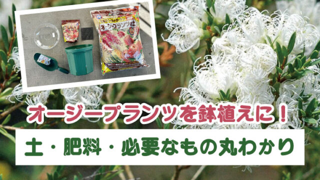 土・肥料の選び方、おすすめの鉢、オージープランツを育てるコツを紹介。