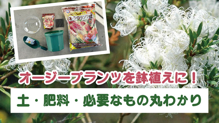 土・肥料の選び方、おすすめの鉢、オージープランツを育てるコツを紹介。